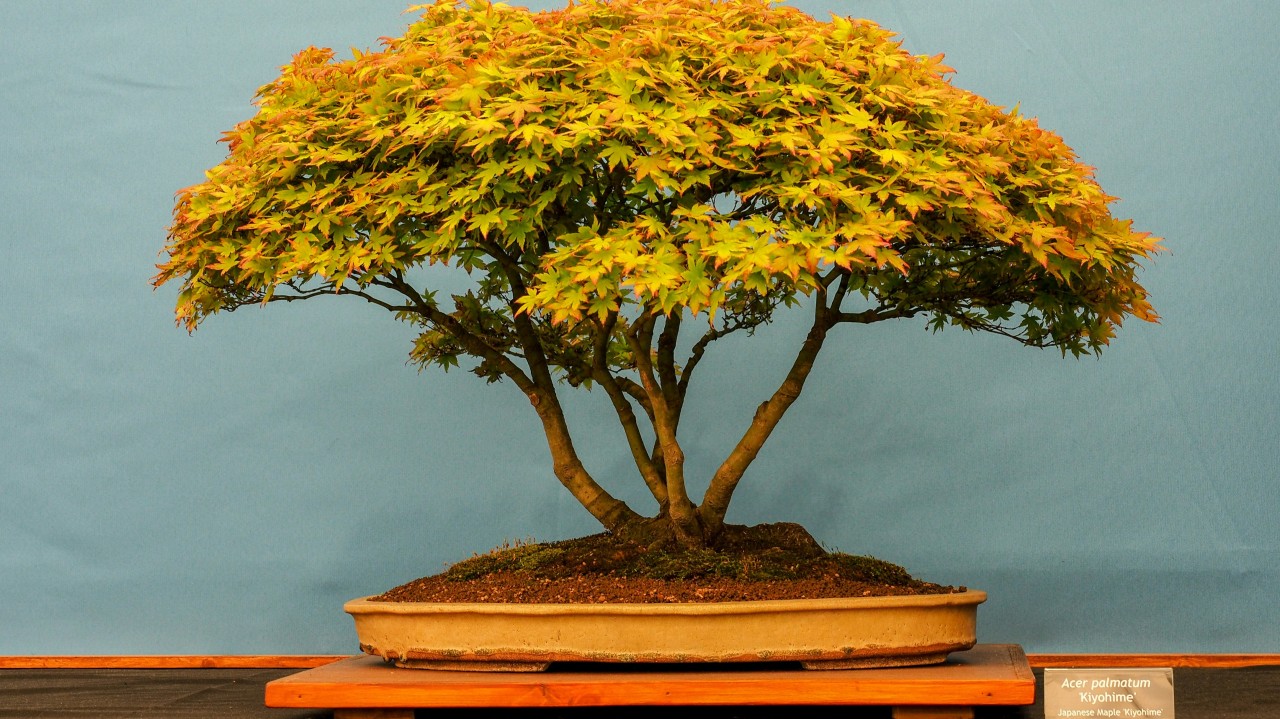 Bonzai tree representing CFO strategic scale down